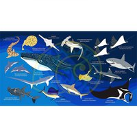 oceanarium-sharks---rays-l-handtuch