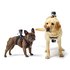 GoPro Fetch Dog Harness Steun